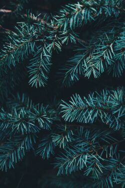 evergreen